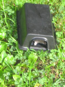 The mouse that haunts me still