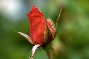 source: wikimedia.org