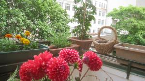 Look at my beautiful plants!!! Aren't they just wonderful?